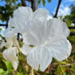 Meet your Posher, Cassandra